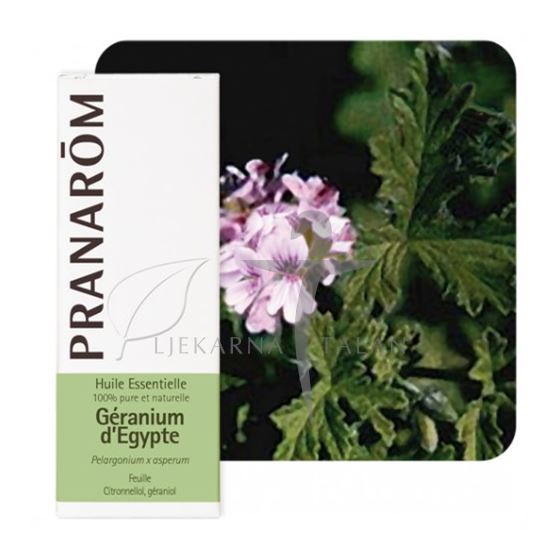 Eterično ulje geranij egipatski (PELARGONIUM ASP. EGYPTE)